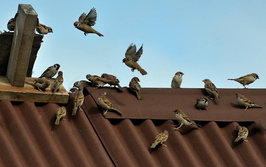 Как выгнать птиц из-под крыши: вред от пернатых, способы борьбы