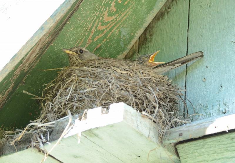 Как отпугнуть птиц от крыши - wikihow