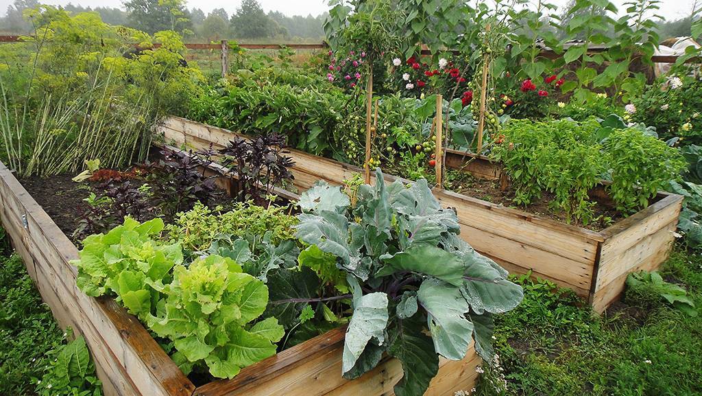 Огород для ленивых и умных: как сделать удобные и урожайные грядки
