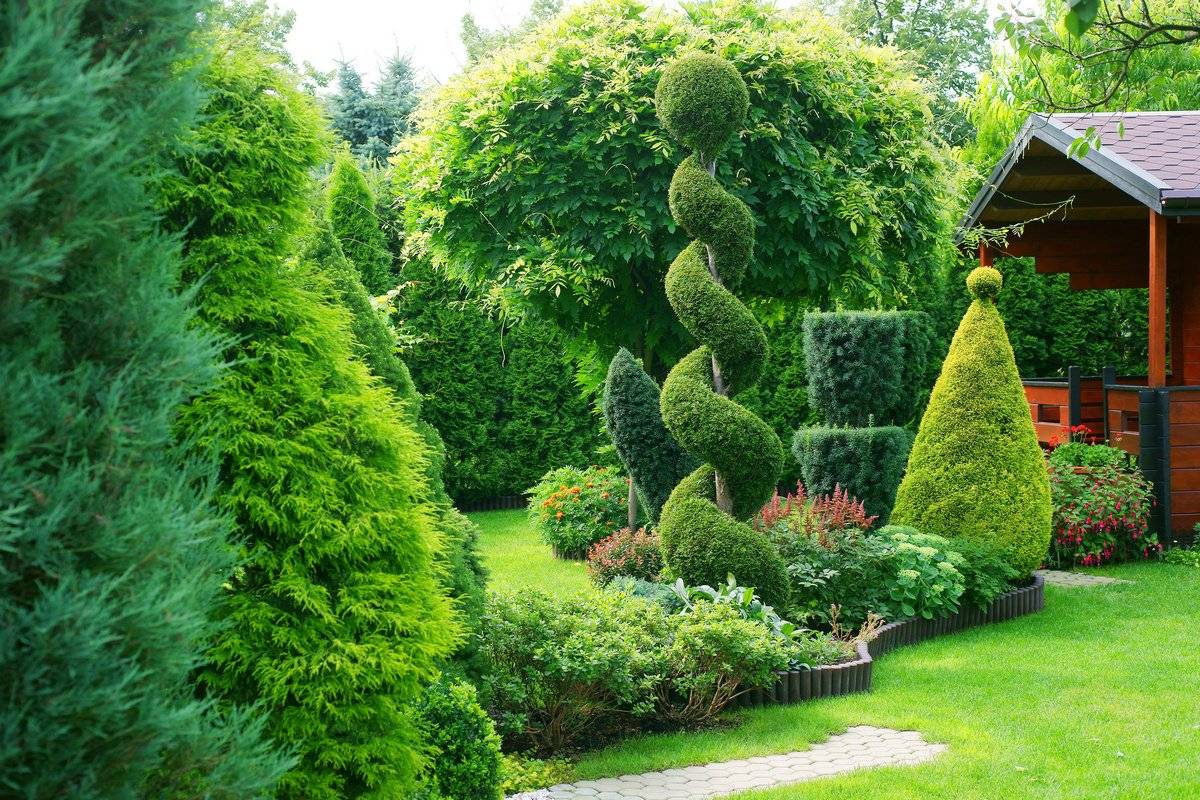 Лучшие хвойные растения для сада - 150 фото оригинальных идей от садовника