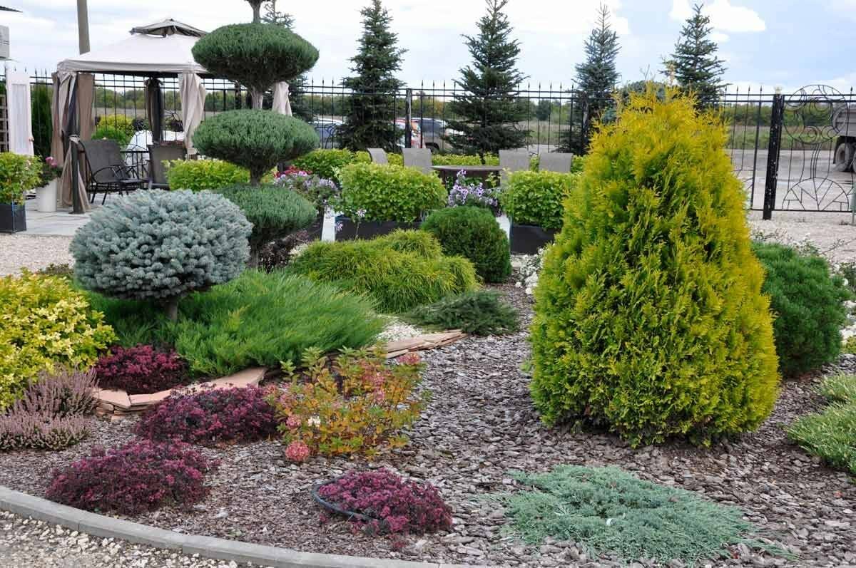 Лучшие хвойные растения для сада: все виды и сорта. топ-150 фото красивых хвойников на дачном участке