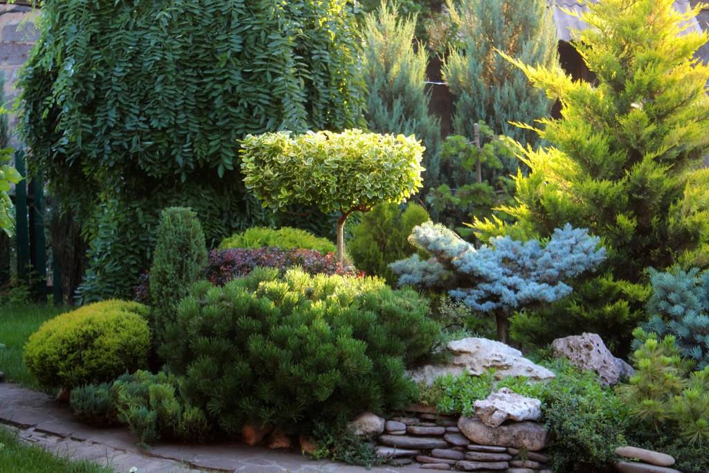 Хвойники в ландшафтном дизайне – советы по оформлению сада