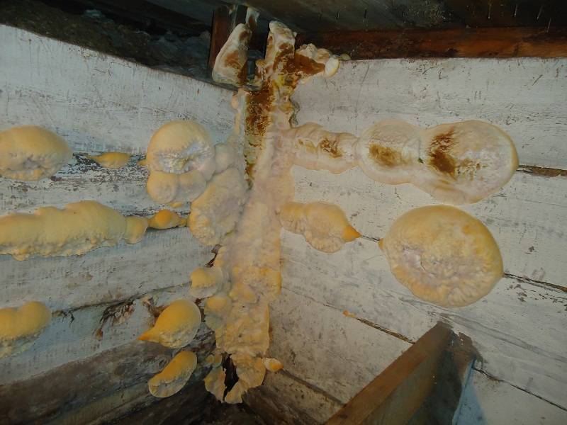 Как избавиться от грибка и плесени в бетонном погребе или подвале