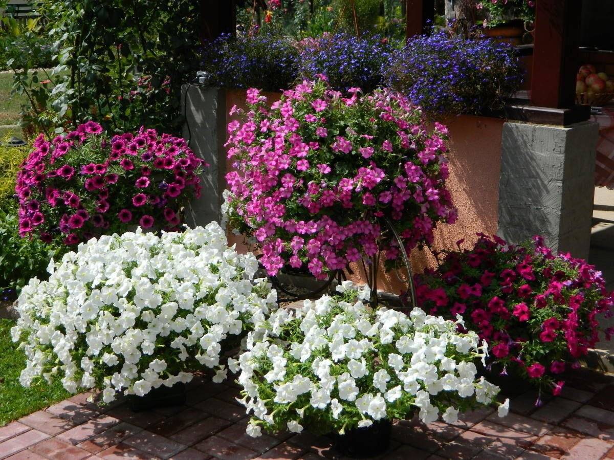 Обзор ампельных растений для сада: названия эффектных цветов для кашпо и их фото