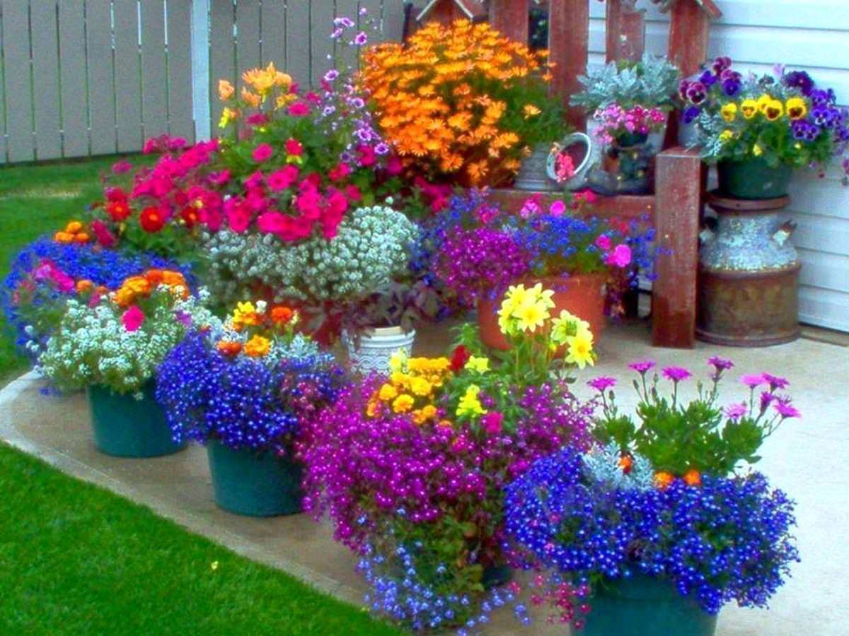 Цветники и клумбы своими руками на даче цветущие все лето