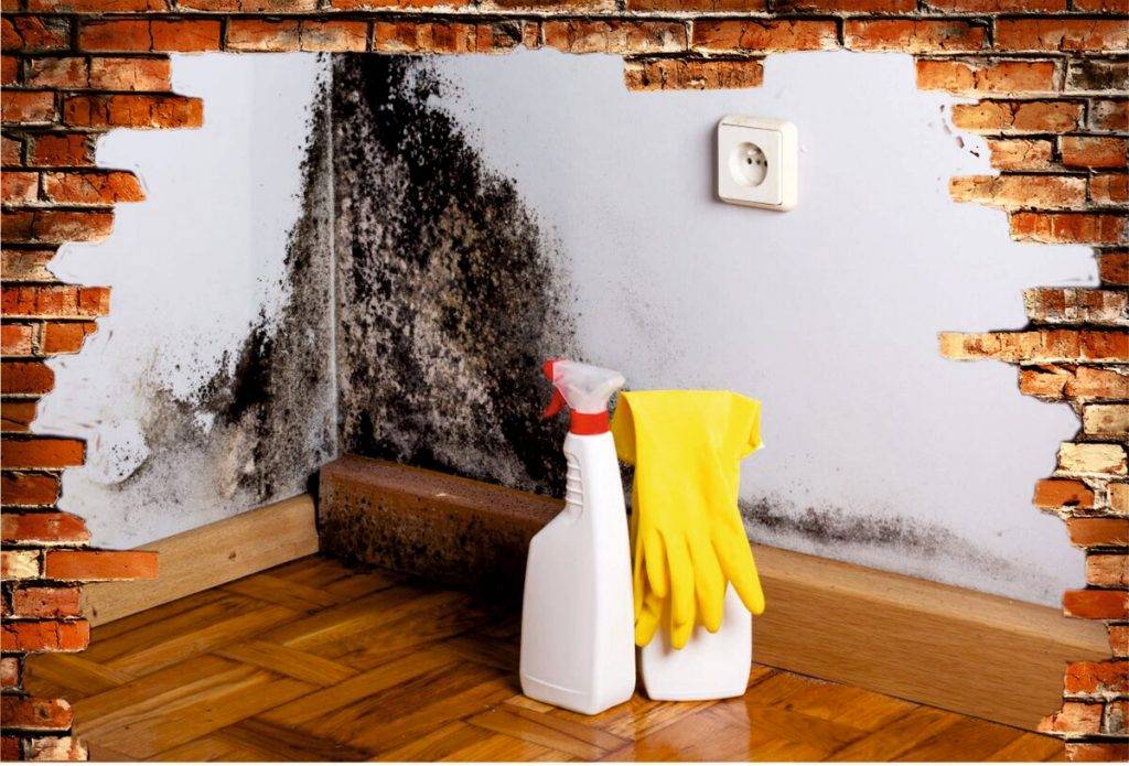 Плесень и грибок на стенах в квартире, частном доме: что делать, как избавиться (средство)