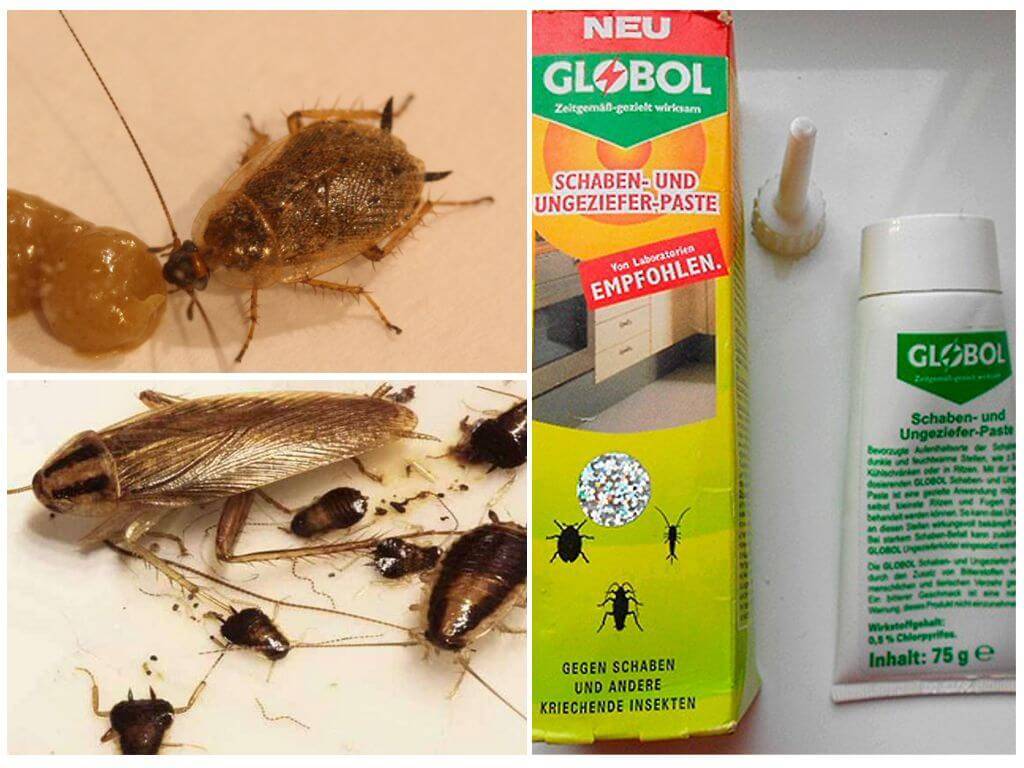 Самое эффективное средство от тараканов: лучшие средства для квартиры (отзывы)