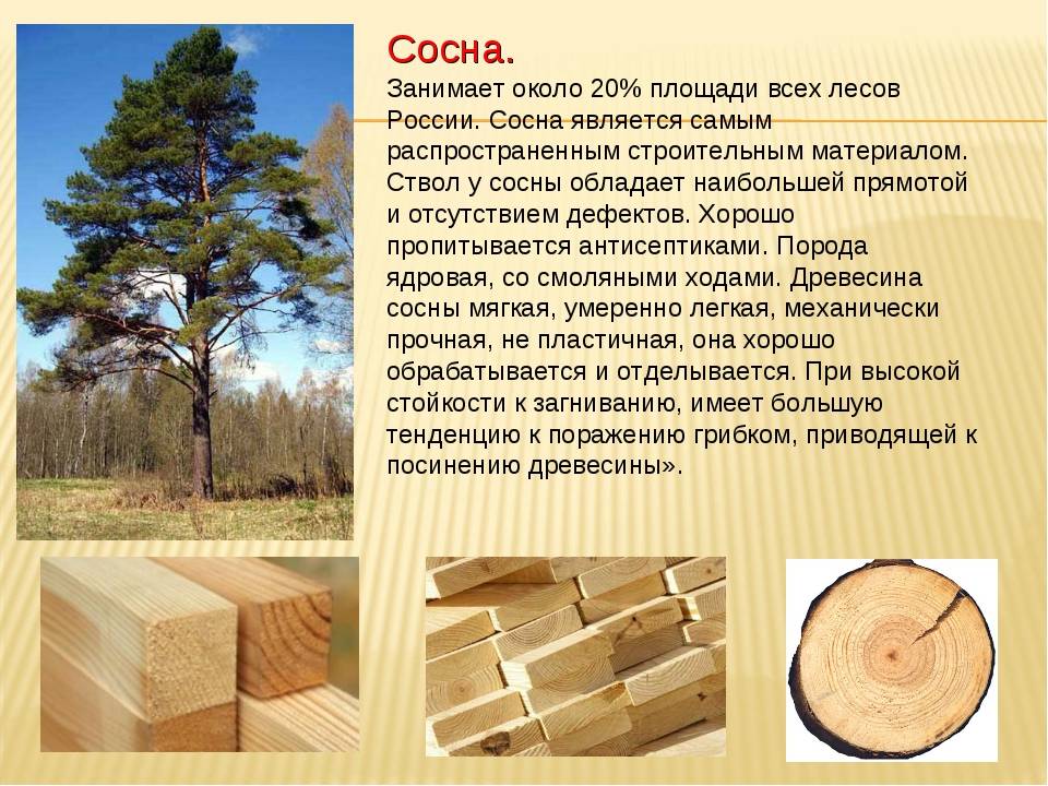 Достоинства и недостатки древесины как строительного материала