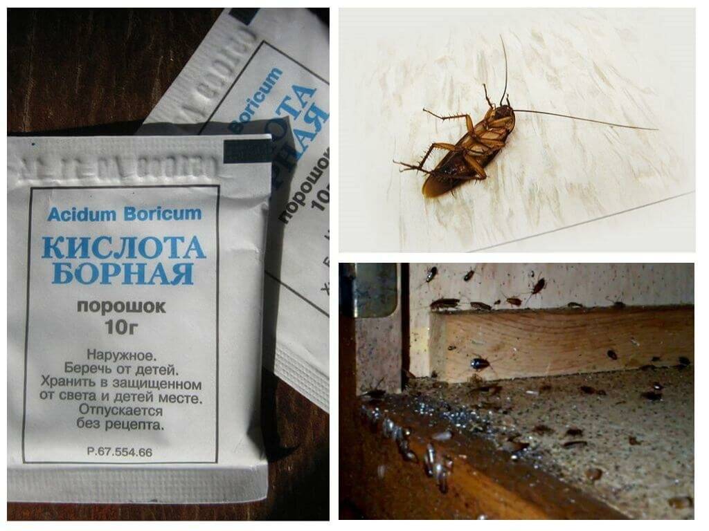 Как избавиться от тараканов в домашних условиях: народные и магазинные средства