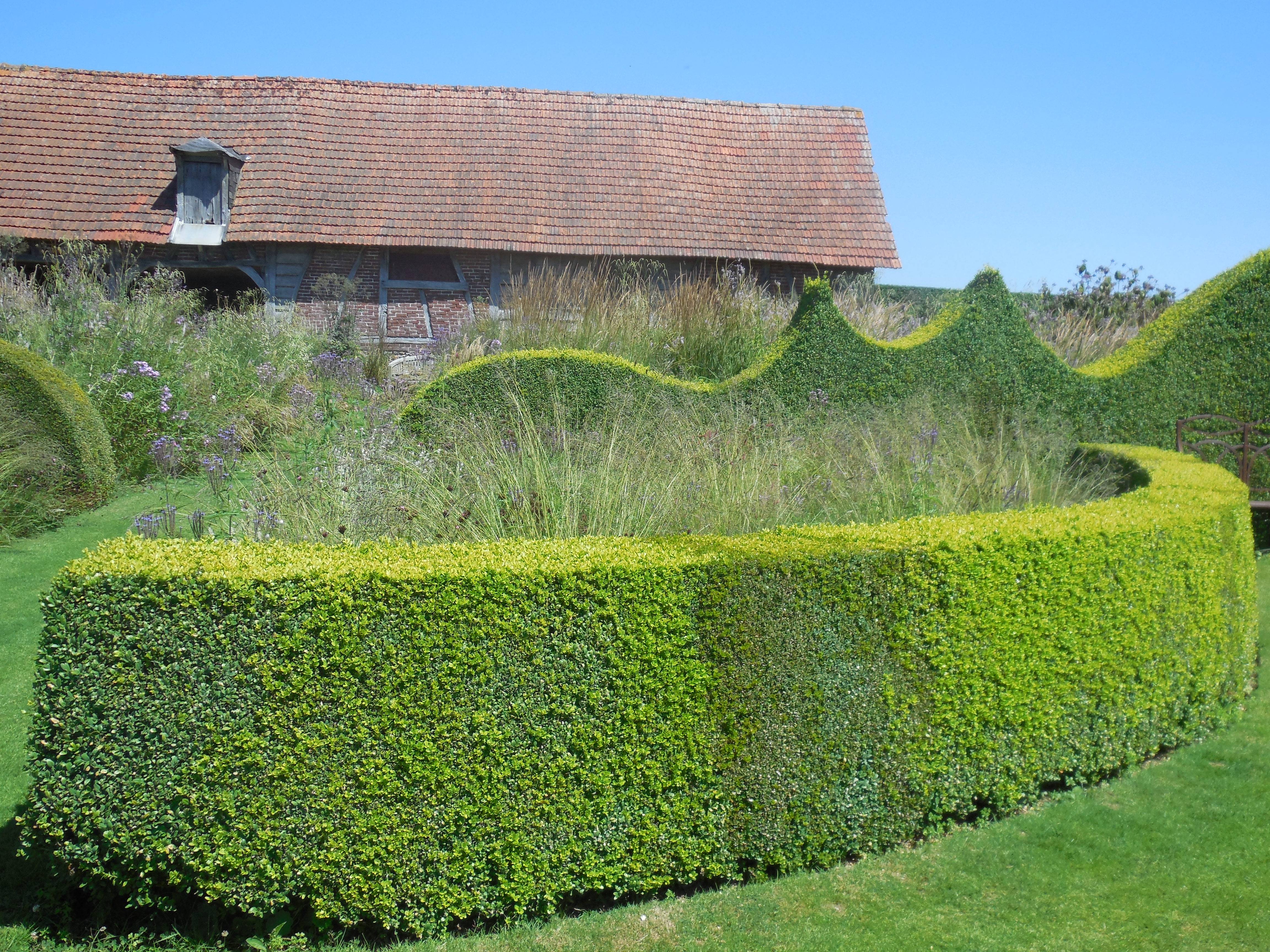 Живая изгородь на даче - 100 фото лучших идей по озеленению загородных домов