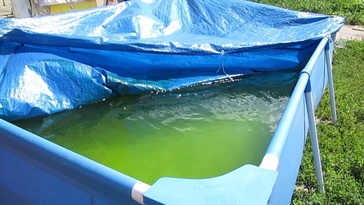 Что делать если в бассейне зеленеет вода