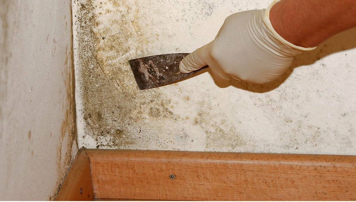 Как избавиться от плесени на обоях? работы по устранению грибка со стен