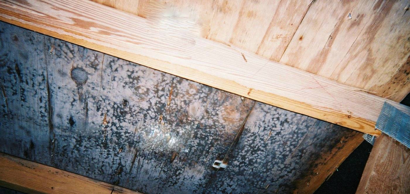 Грибок в бане: как избавиться и чем уничтожить плесень на бревнах, средства для обработки дерева