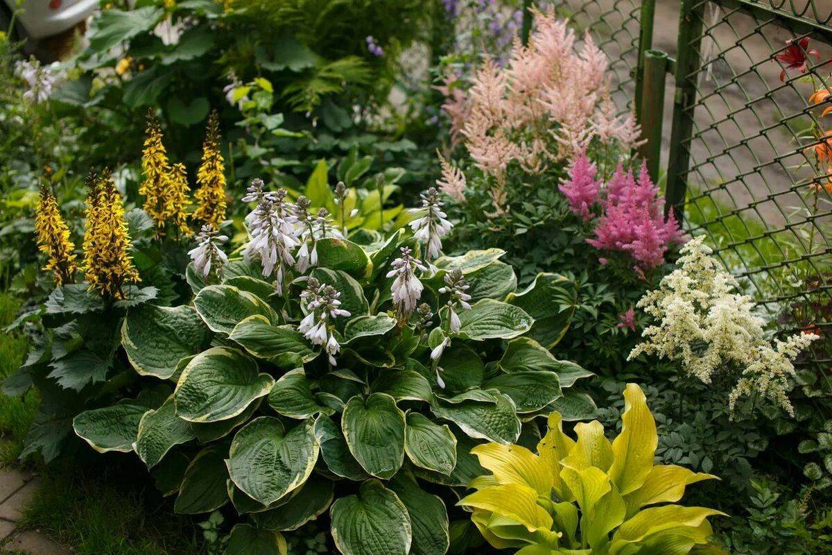 Астильба — 115 фото идей красивого использования в саду. особенности посадки и ухода за растением