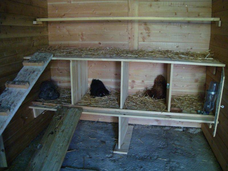 Размер гнезда для кур несушек: обустройство курятника своими руками