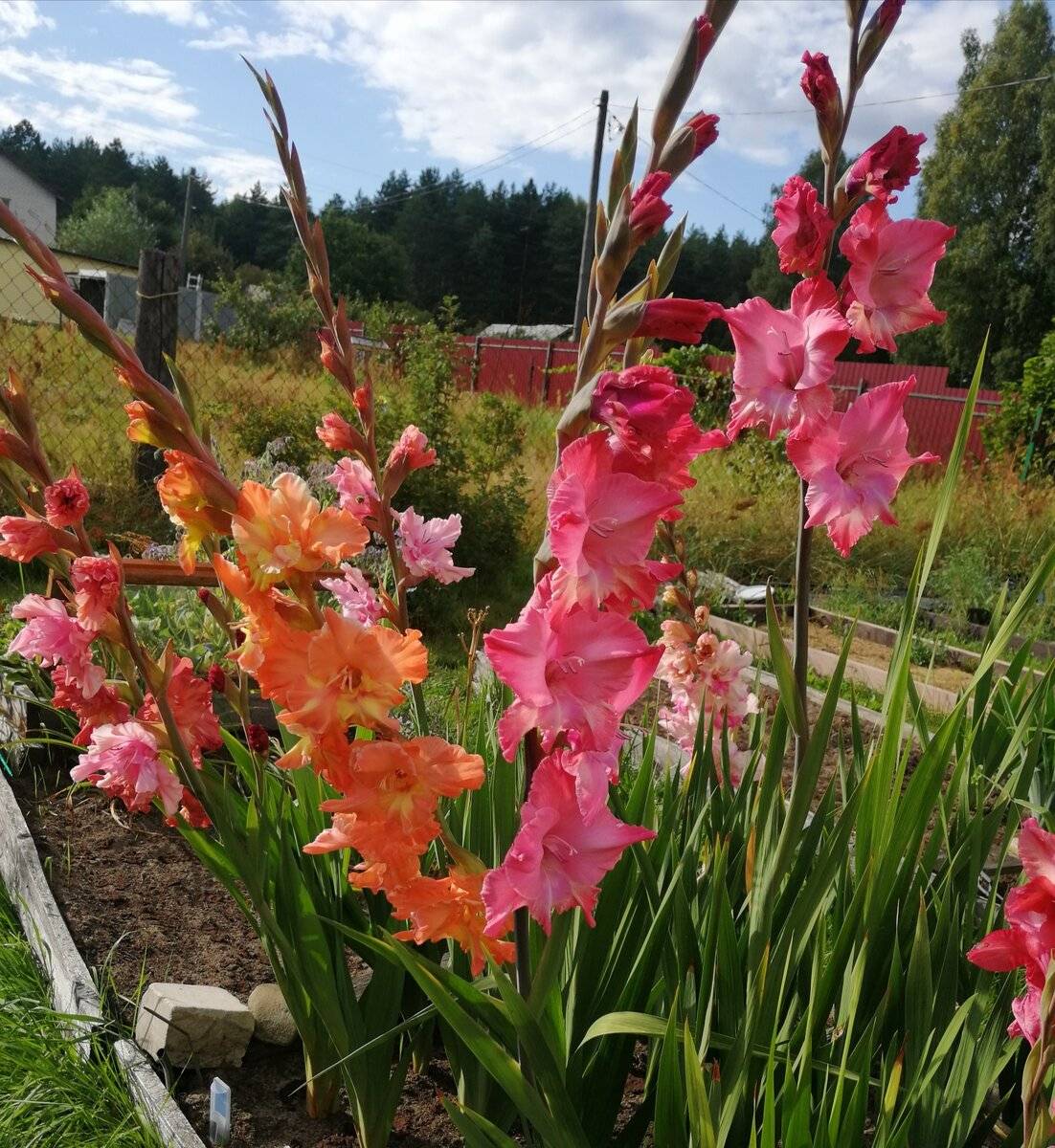 Сад гладиолусов – гладулярий.: группа клумбы и цветники