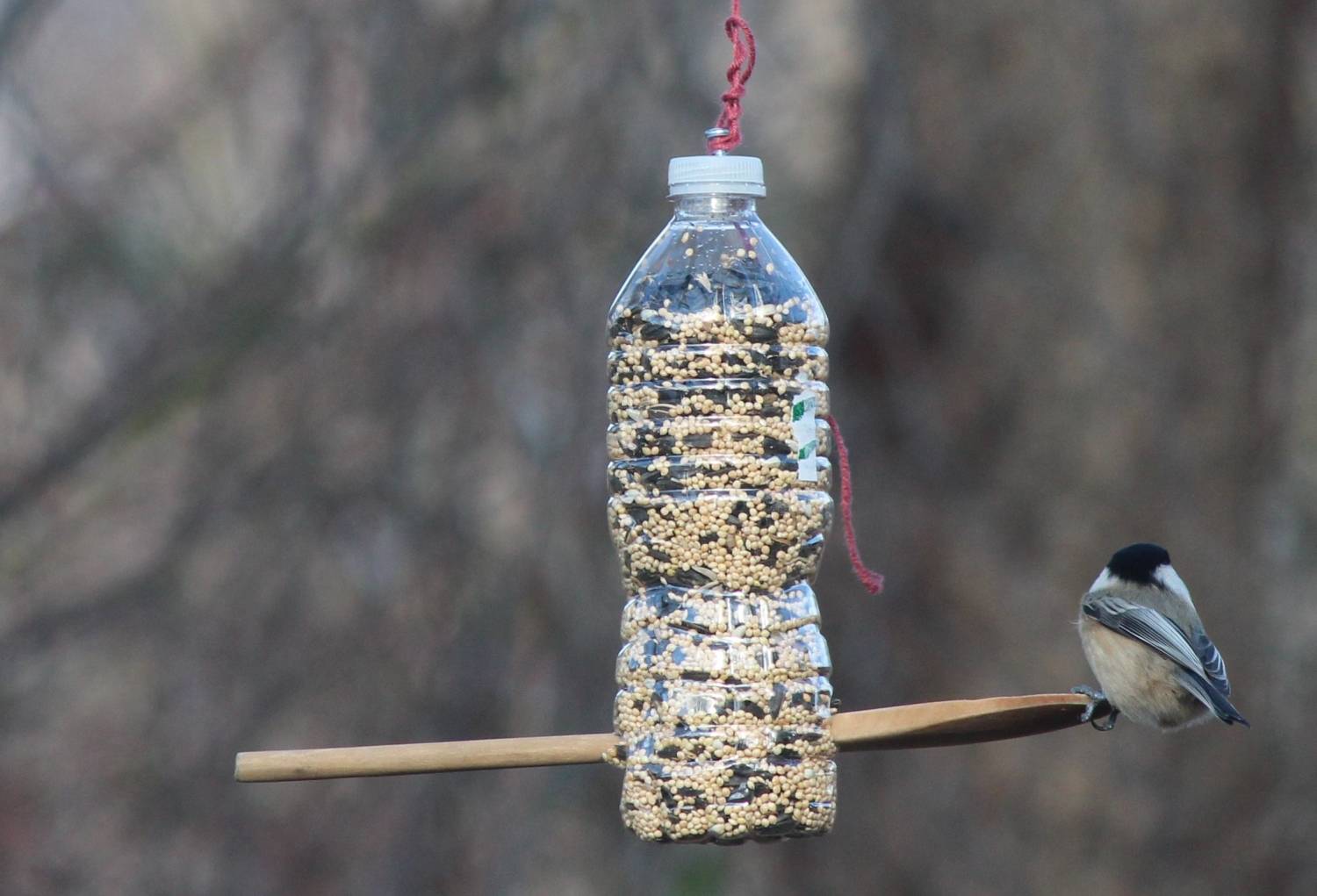 Как сделать кормушку для птиц из пластиковой бутылки