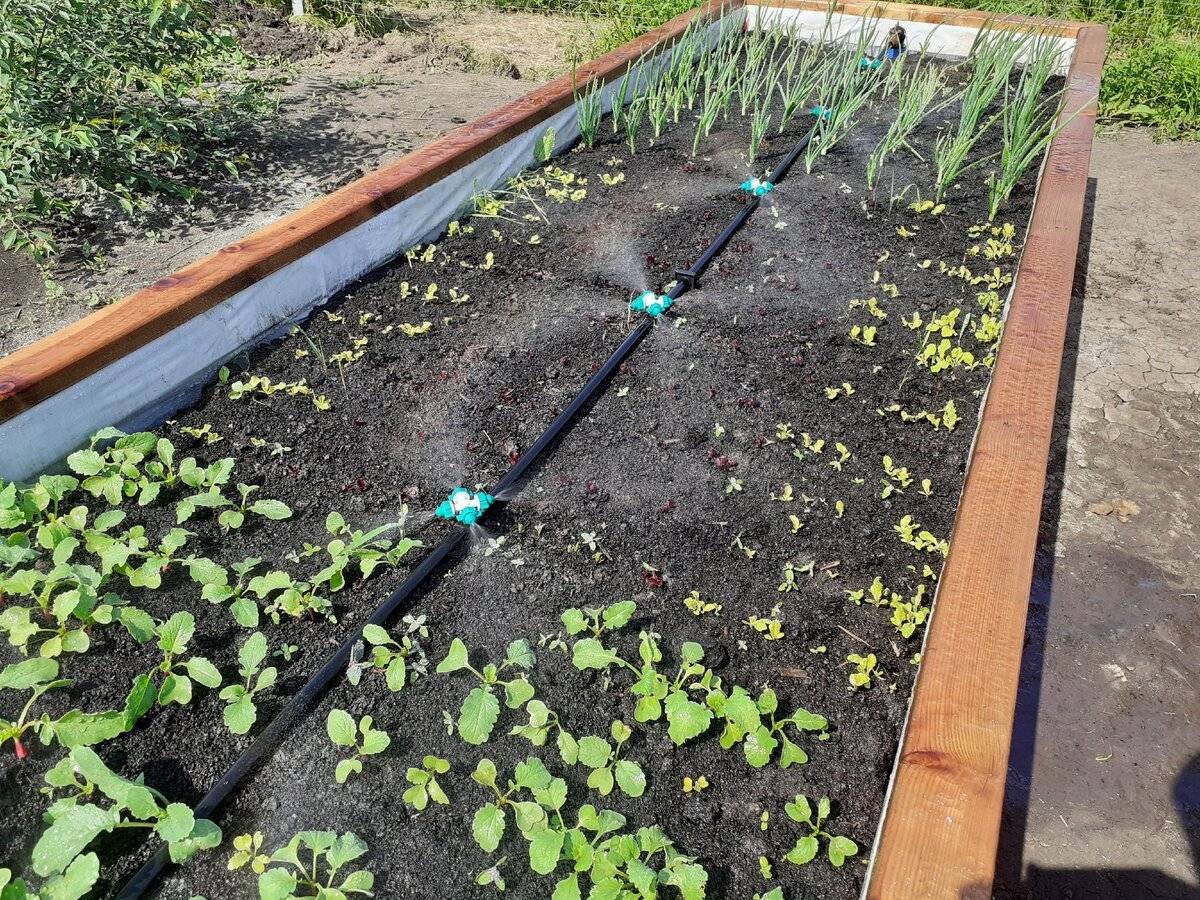 Как сделать капельный полив для огорода своими руками: (фото + видео)