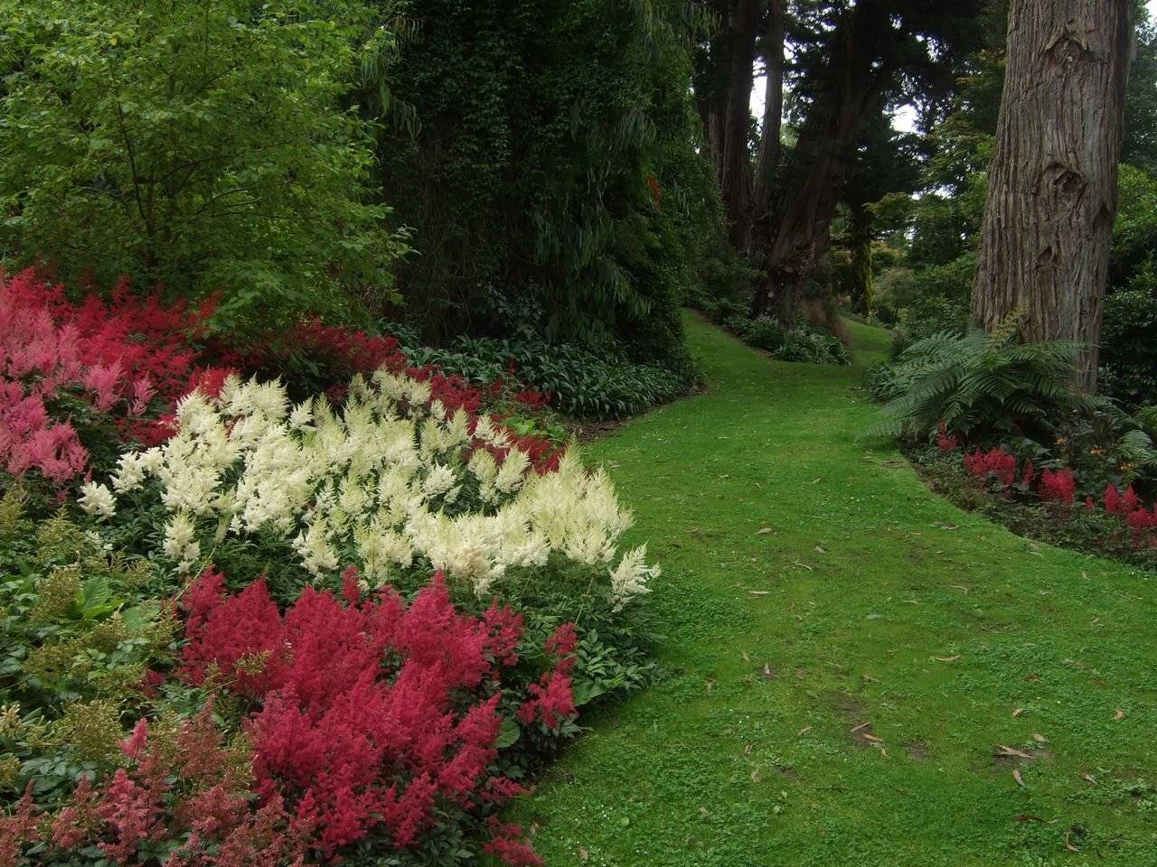 Астильба арендса — эффектное украшение сада: выращивание и использование в ландшафтном дизайне