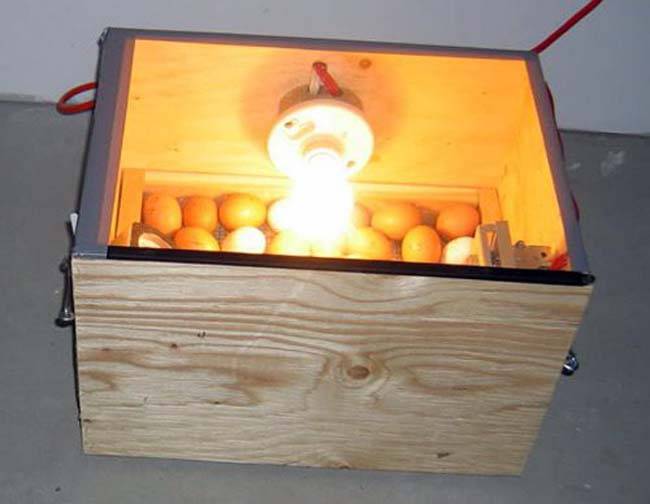 Как сделать инкубатор своими руками в домашних условиях для яиц - фото, видео