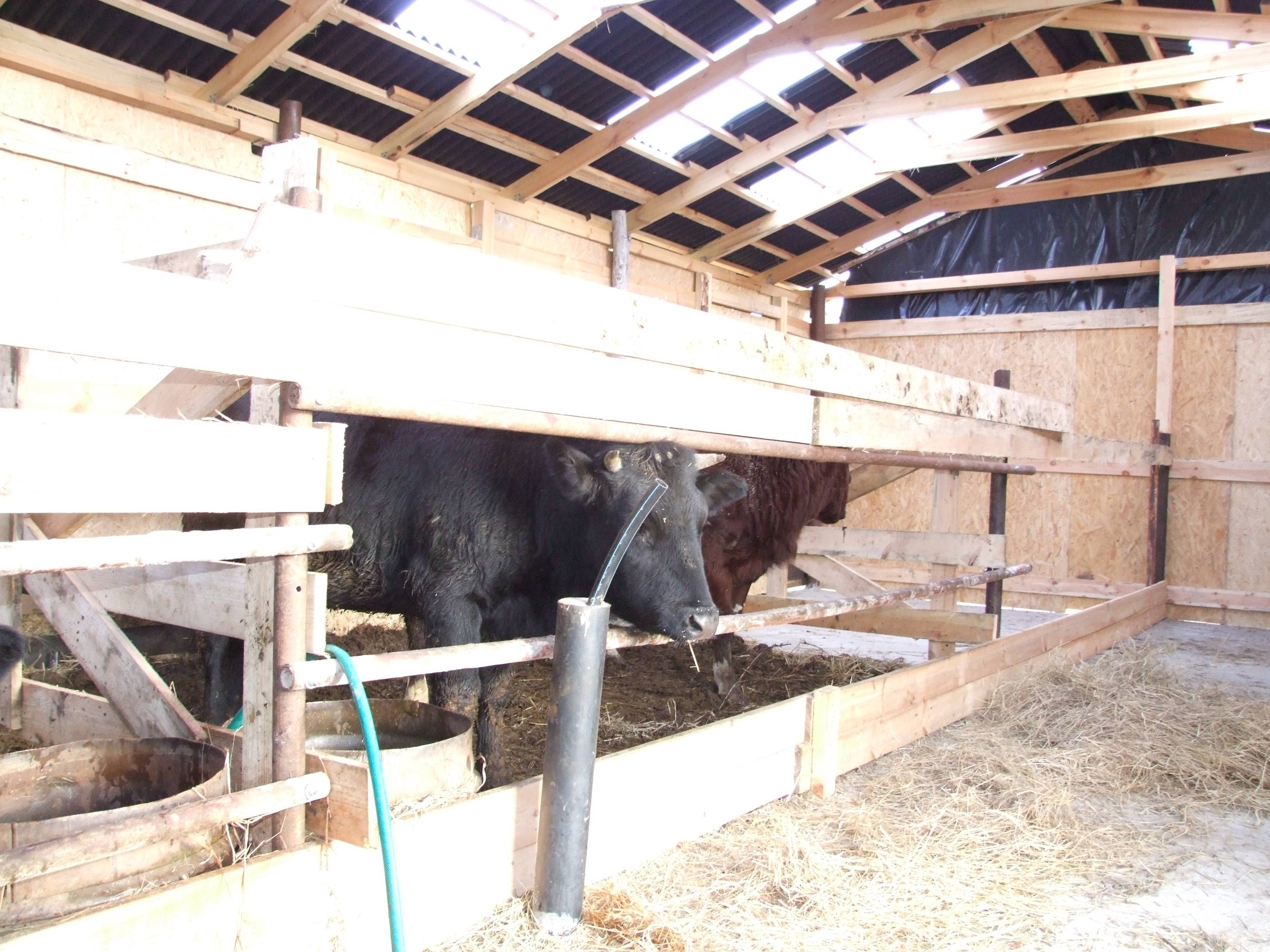 Как сделать сарай для коров с кормушками — подробная инструкция