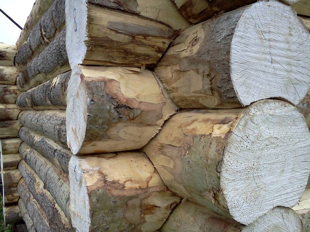 Вагонка для бани: особенности и свойства пород древесины