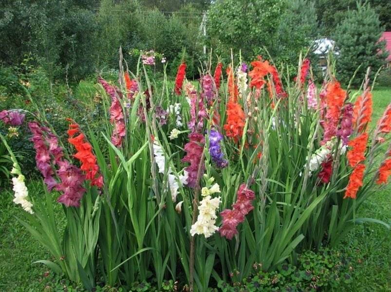 Гладиолусы на клумбе: правильная и красивая посадка, использование в ландшафтном дизайне с другими цветами, уход за растением