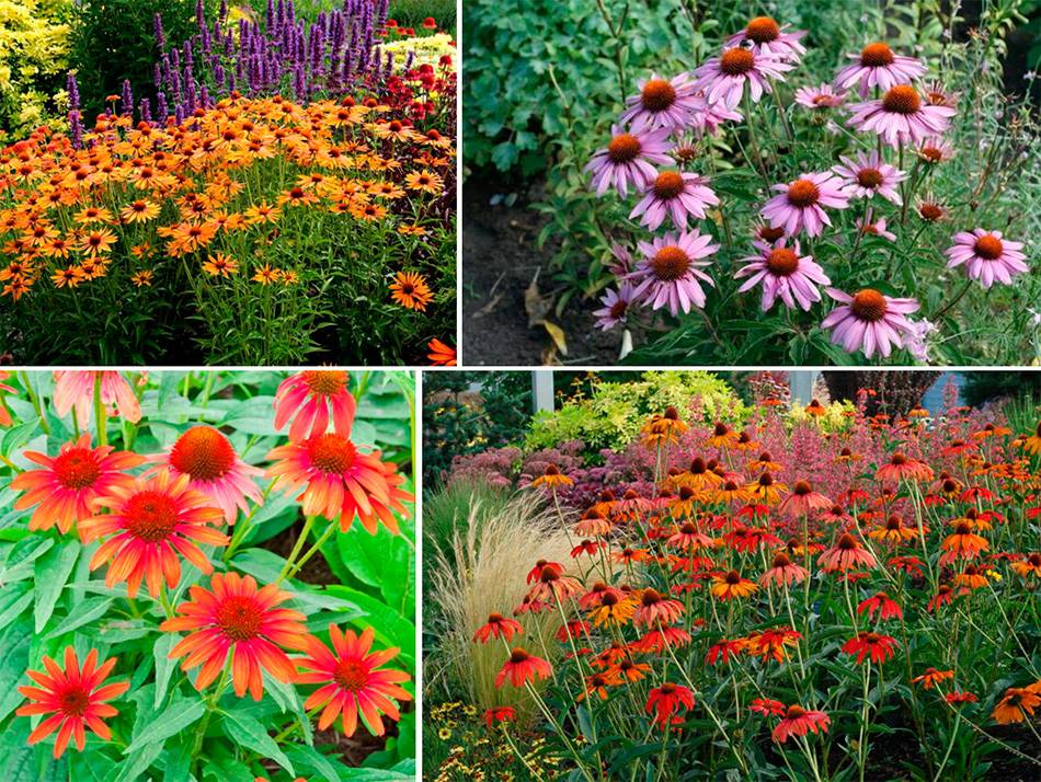 Лучшие многолетники, цветущие все лето - 10 примеров цветов с фото, названиями и описанием