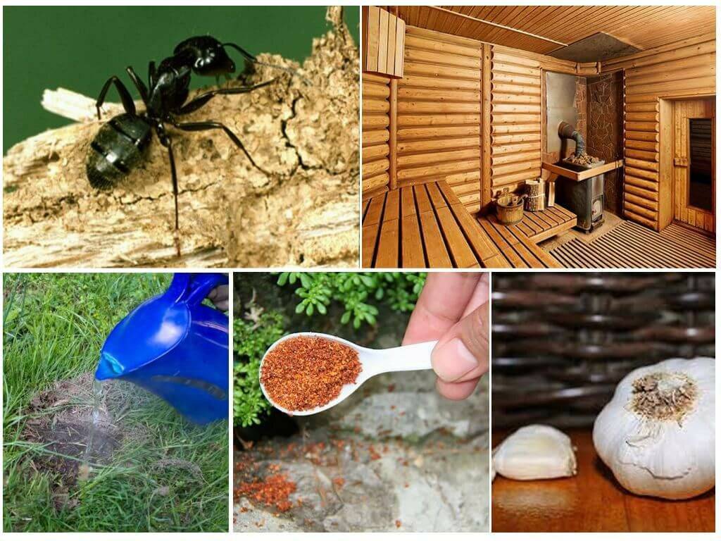 Способы избавления от древесных муравьев в деревянном и каркасном домах