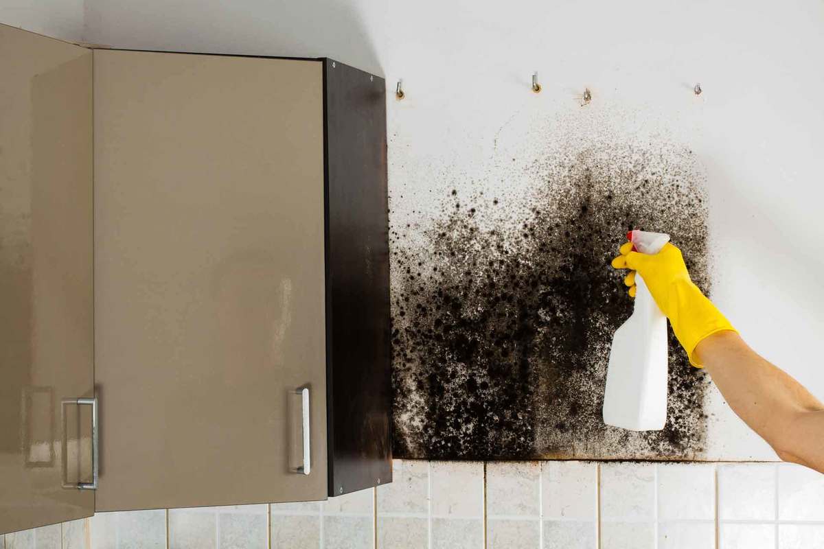Плесень на обоях: что делать, как избавиться от черных пятен грибка и запаха в квартире, чем можно убрать, не сдирая покрытия со стен?