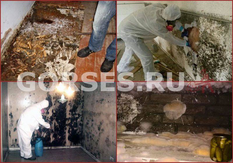 Как избавиться от грибка и плесени в бетонном подвале или погребе